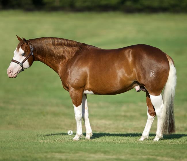 Top 5 Reining Sires of 2020 AQHA